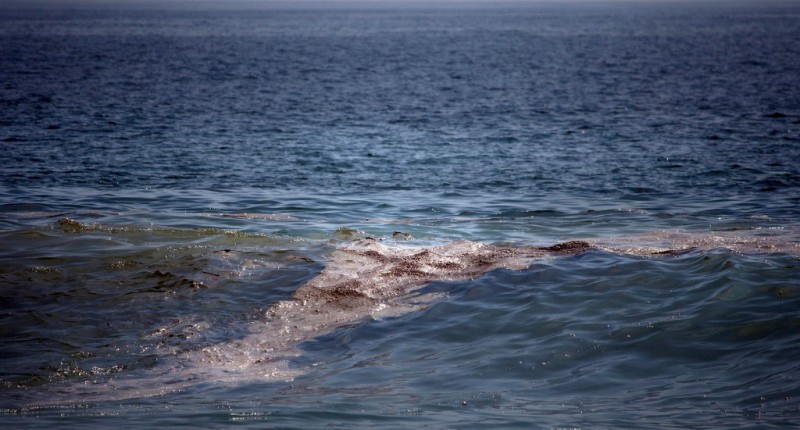 GREENPEACE: MANCHA DE CRUDO EN EL GOLFO DE MÉXICO TIENE `IMPACTO SEVERO´ EN EL ECOSISTEMA