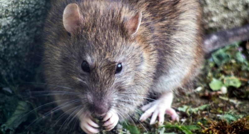 SECRETARÍA DE SALUD DE MÉXICO EMITE AVISO EPIDEMIOLÓGICO POR HANTAVIRUS