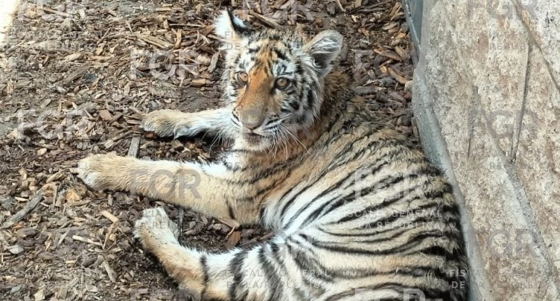 UN TIGRE DE BENGALA Y UN COCODRILO: EL HALLAZGO QUE DESATÓ OPERATIVO EN RESIDENCIAL DE ZAPOPAN