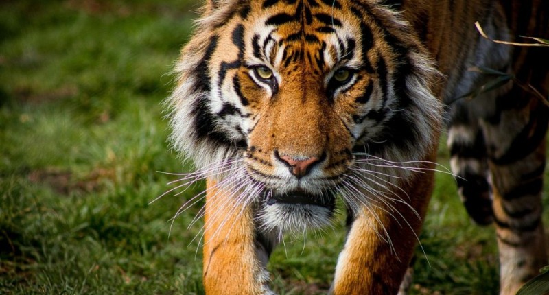 ESCAPA TIGRE DE RESERVA EN EDOMEX; PIDEN NO INTENTAR CAPTURARLO