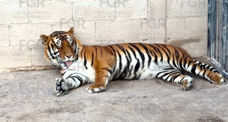 FGR ASEGURA EN CATEO EN DURANGO TRES TIGRES DE BENGALA, 32 EQUINOS Y OTROS ANIMALES