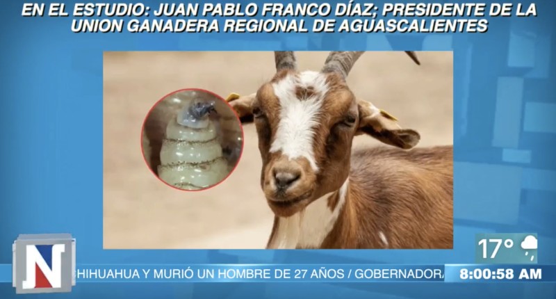 VIDEO| HAY EMERGENCIA SANITARIA EN MEX POR GUSANO BARRENADOR