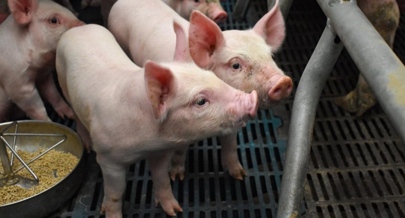 AGUASCALIENTES ES LÍDER EN PRODUCCIÓN DE CARNE DE CERDO