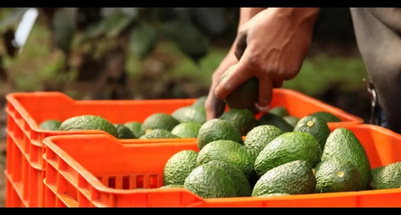 DOBLE AMENAZA PARA EL AGUACATE MEXICANO: INSEGURIDAD FRENA INSPECCIONES Y ALISTAN DENUNCIA VS PROVEEDOR DE EMPAQUES