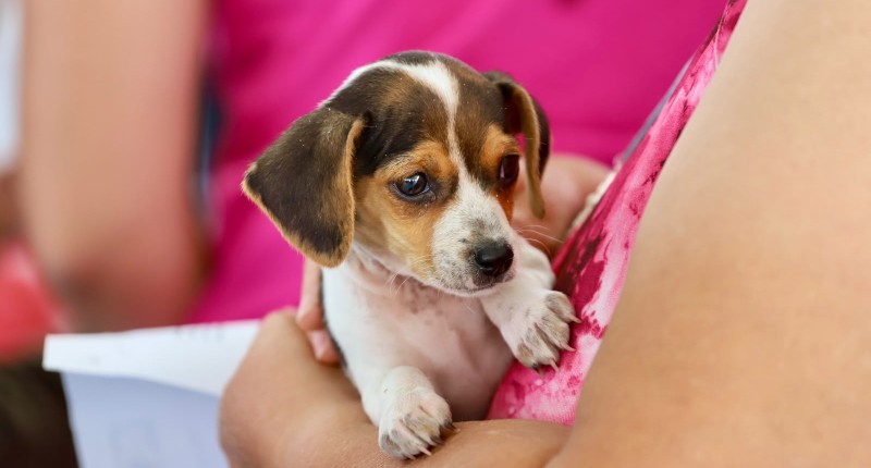 ESTE SÁBADO 10 DE OCTUBRE, EL JARDÍN DE SAN MARCOS SE VUELVE PET FRIENDLY CON LA MEGACARAVANA DE SALUD CANINA Y FELINA 